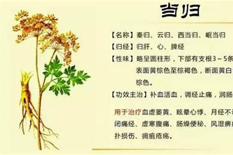 当归烂根的原因是什么 当归应该怎么养护