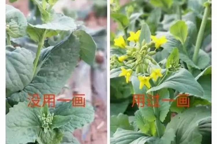 种甘蓝施什么肥