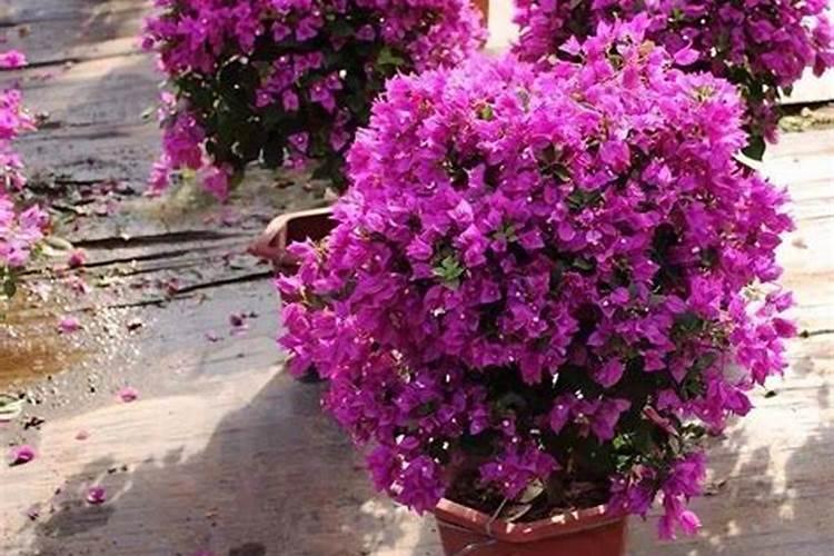 昙花施什么肥料