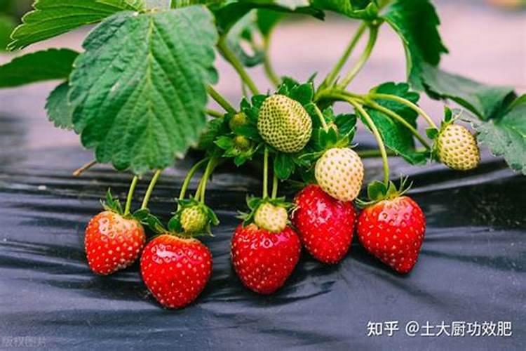 土壤如何补嗮