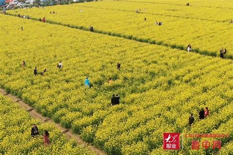 大棚韭菜用什么塑料好