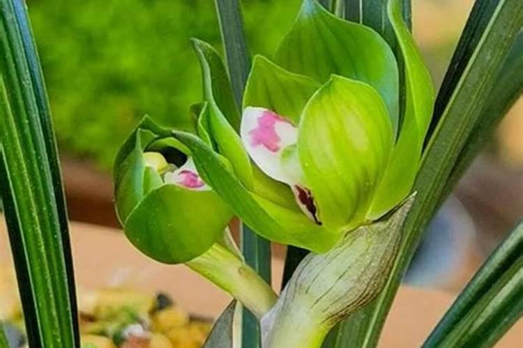 夏天如何养殖兰花年底开花就稳了