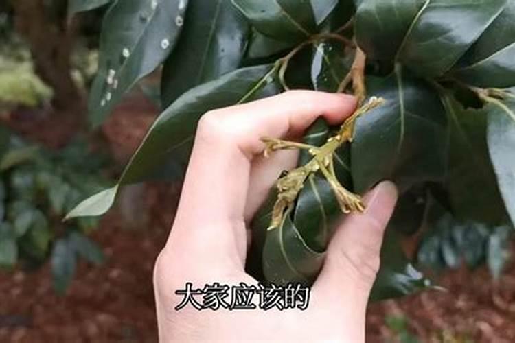 请问一下荔枝开花什么时候喷药