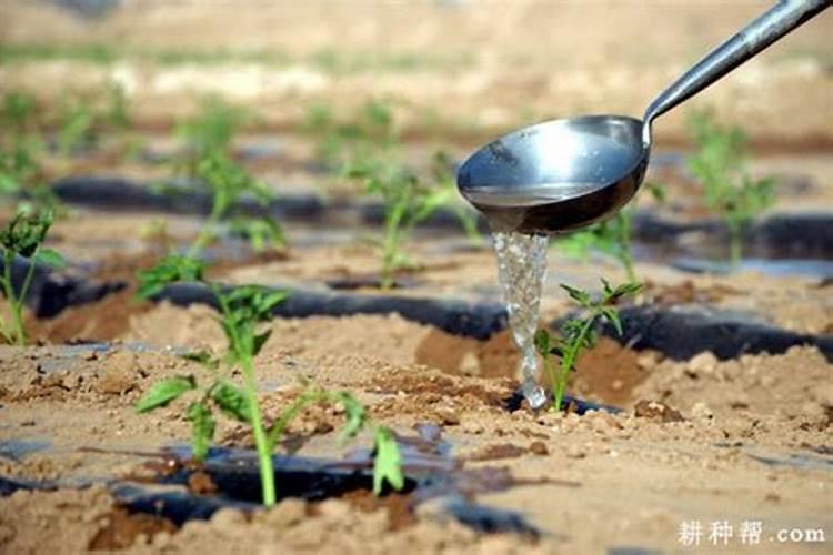 种植红薯有诀窍,做好后缓苗快长势好,诀窍是啥呢？
