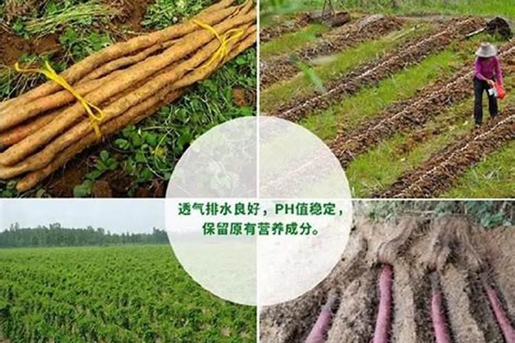 淮山的种植方法有哪些