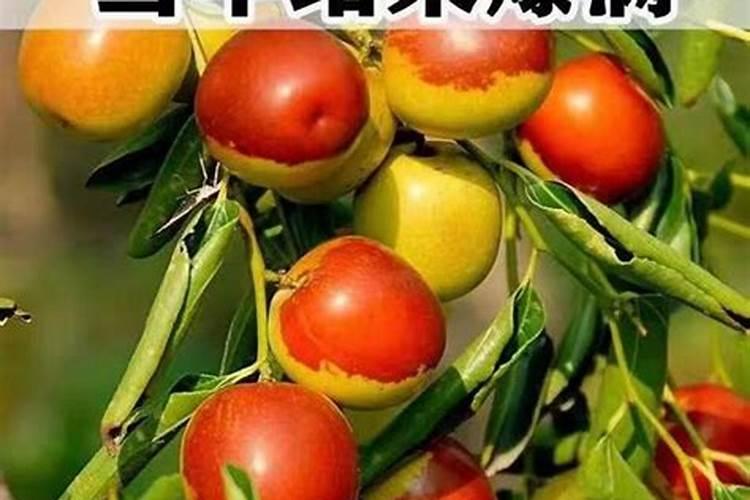 半夏施肥规律