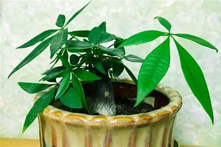 菠菜秋天什么时候种植,种植程序是怎么样？