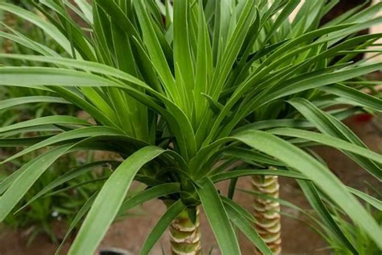 茶花施肥用什么肥料