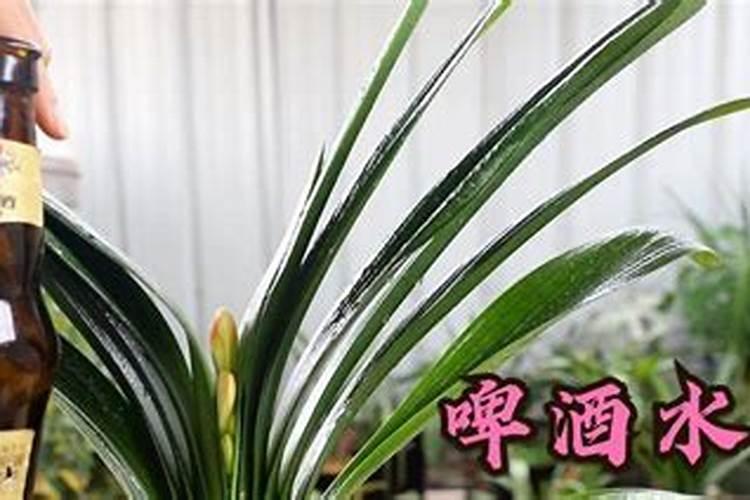 非常适合君子兰的肥料,让君子兰绿油油开花多!