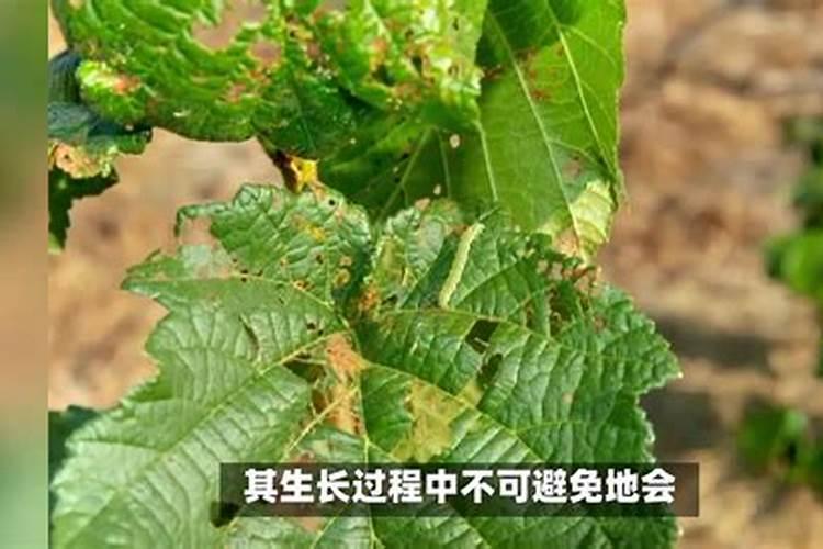 给桃树施肥需要注意哪些方面？