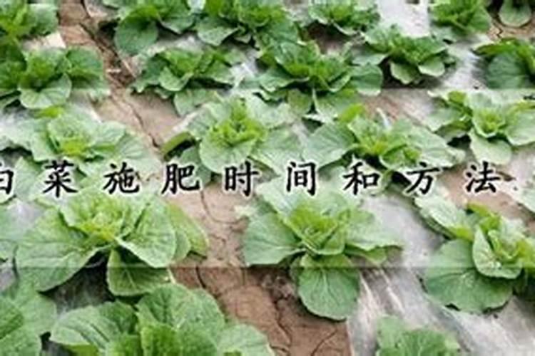 白菜包心期施什么肥 如何施肥才能高产