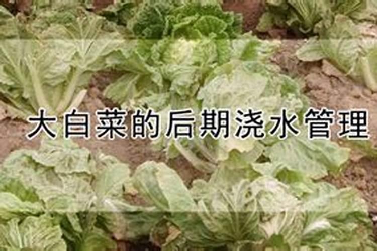 大白菜莲座期喷什么叶面肥最好？