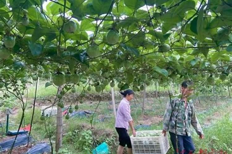 苦瓜打什么农药结瓜多