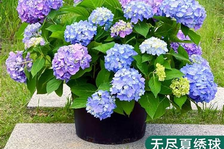 绣球无尽夏养护方法,教你几招轻松爆盆!