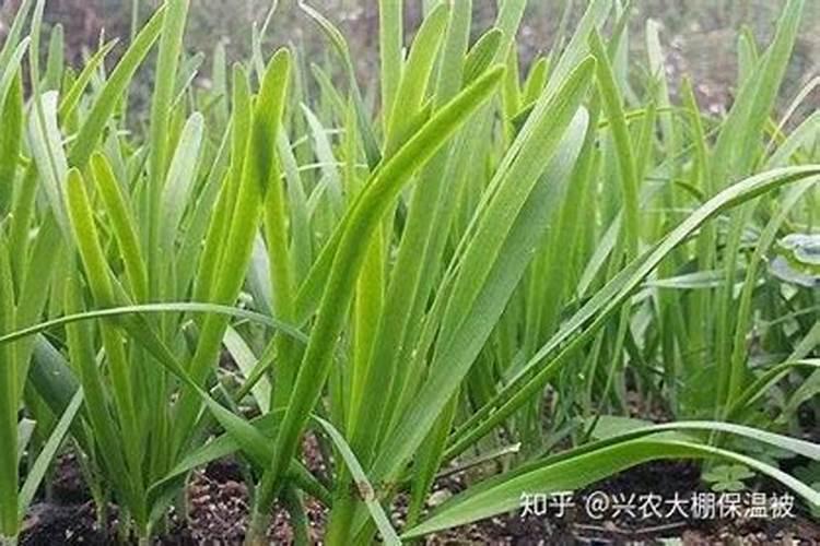 磷酸二氢钾好还是腐殖酸水溶肥好？