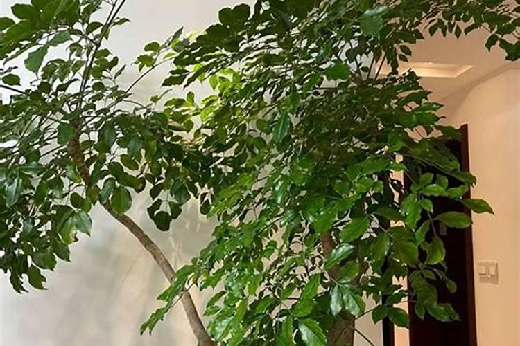 促进开花施什么肥料(果树促花用什么叶面肥好)