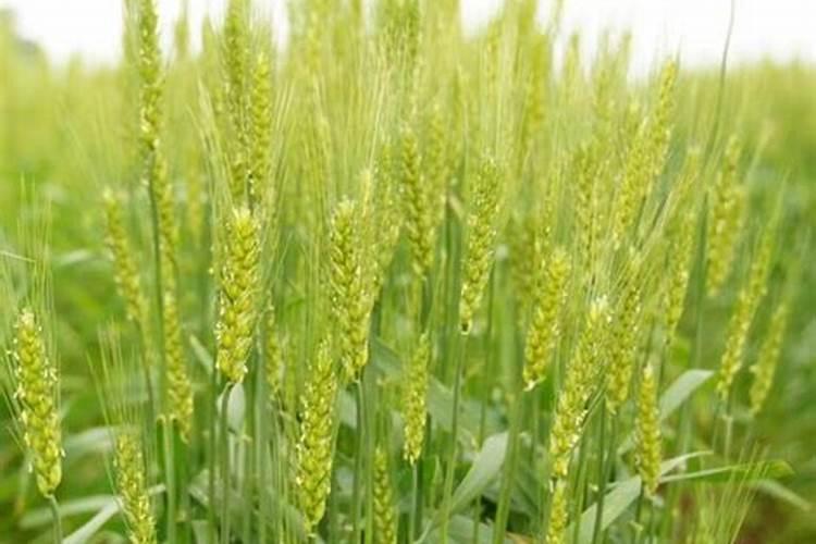 什么叶面肥能提高作物免疫力呢