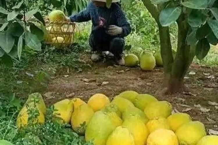如何选沙甜柚？