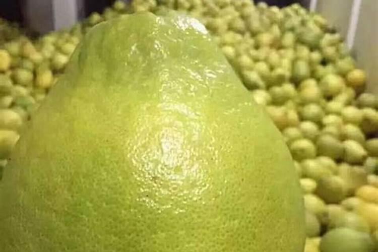 种植南冲沙田柚主要的地理要求和技术要求？
