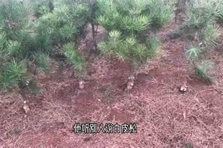 新栽的小松树可以喷施叶面肥吗？