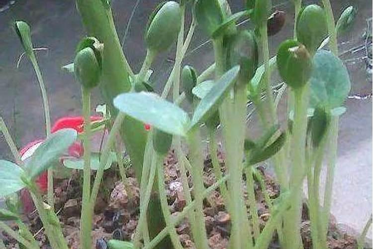 如何克服植物徒长