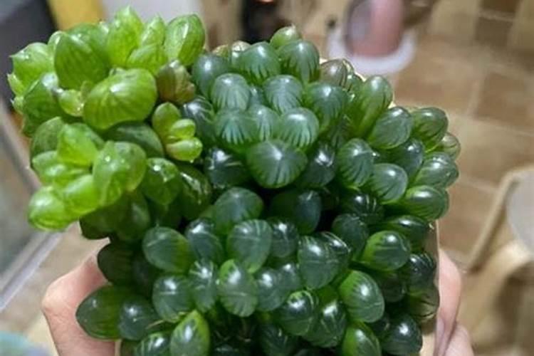 给苗期的油菜喷施多效唑有哪些作用