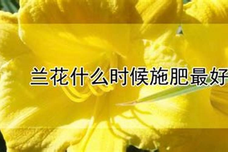 铁皮石斛用什么肥料好 怎么施肥