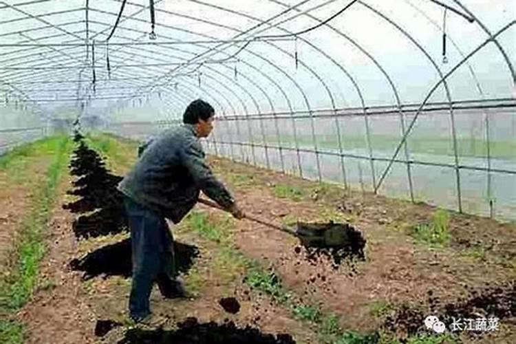 冲施肥怎样快速融化