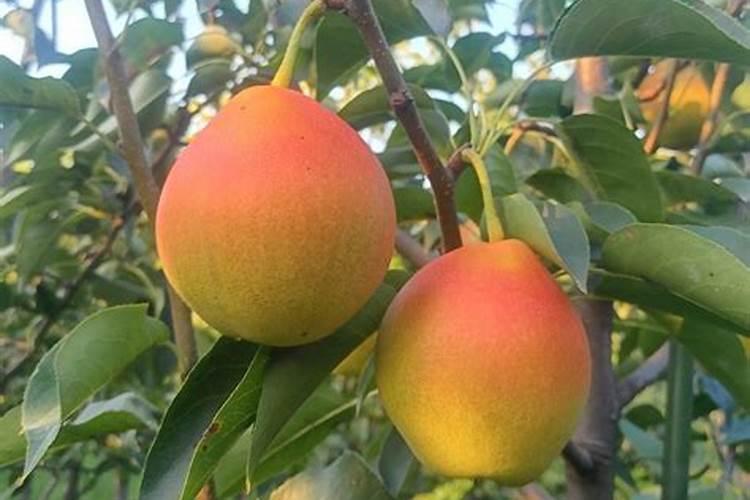 新梨七号梨苗价格多少钱一棵？如何种植？