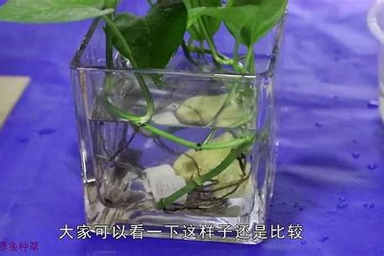 绿萝浇什么才能更旺盛