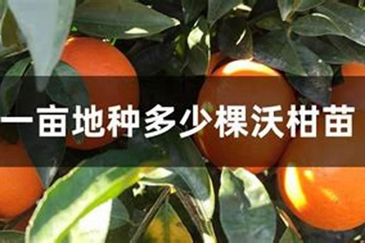 091沃柑春梢数量众多,有什么好办法处理？
