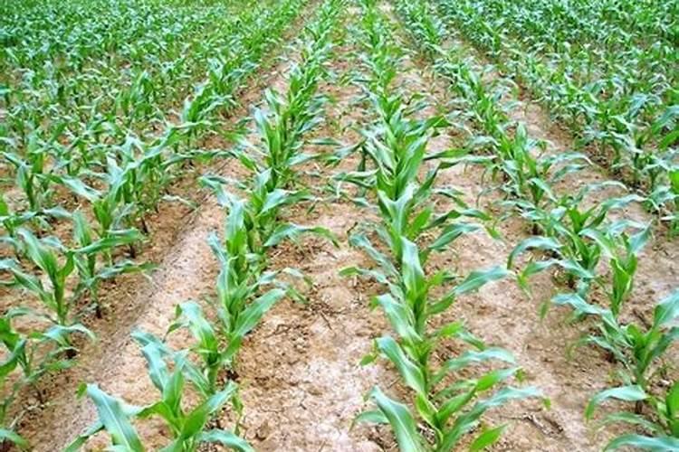 玉米中期使用什么水溶肥