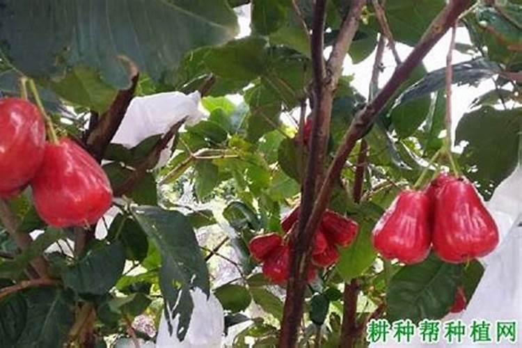 磷酸二铵生产厂家