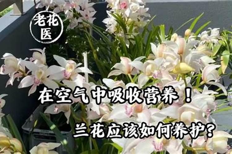 春季兰花追施叶面肥需要注意些什么