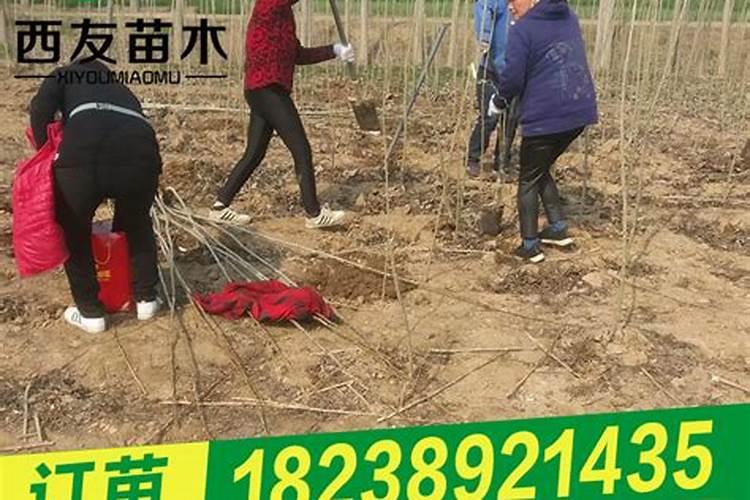 以色列海法水溶肥