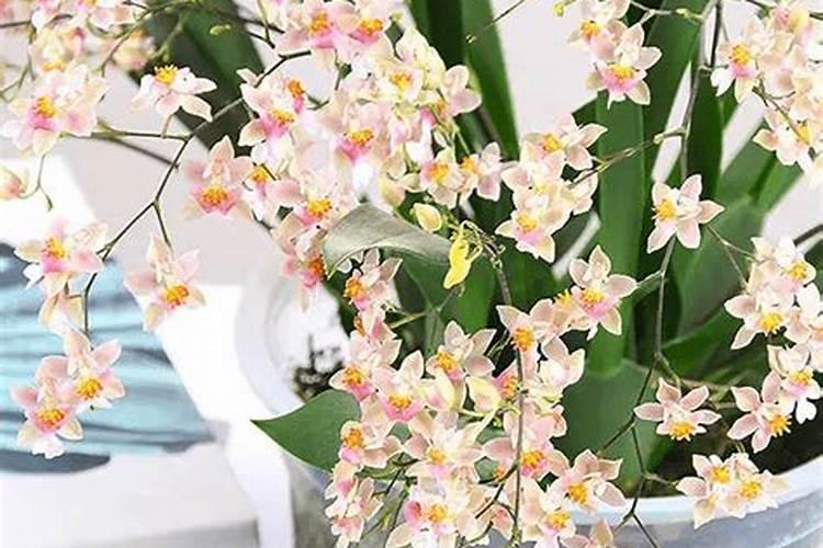 梦香兰开完花怎么办