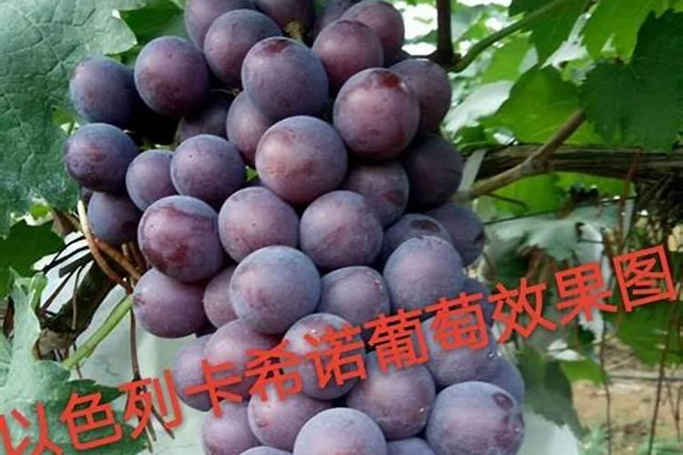 茶小绿叶蝉怎么防治