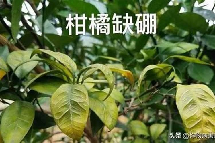 番茄果小怎么才能使其膨大