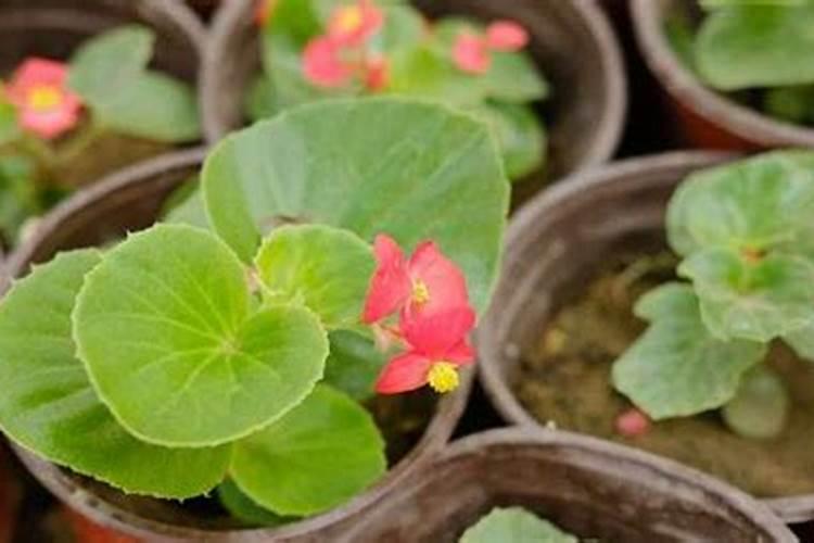 怎样给海棠施氮肥