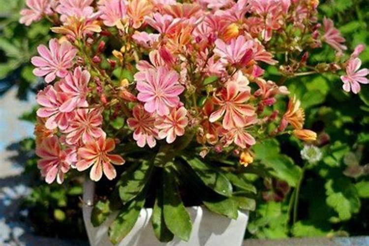露薇花什么季节施肥最好