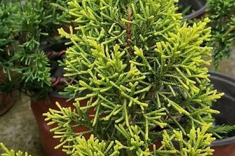 家庭养植花卉常见病虫害及其防治方法