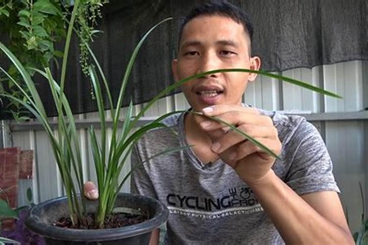 如何正确给兰花使用叶面肥