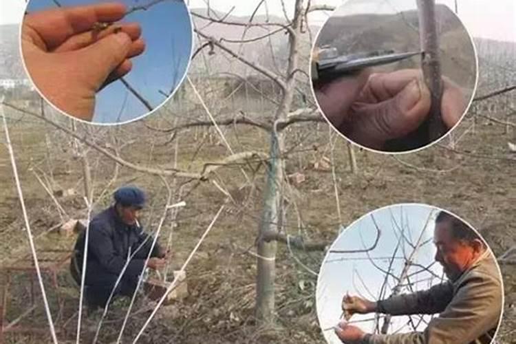 苹果树施肥用什么肥好