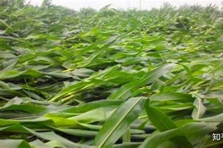 农作物使用什么肥过多易倒伏 水溶性肥可以用在什么农作物上