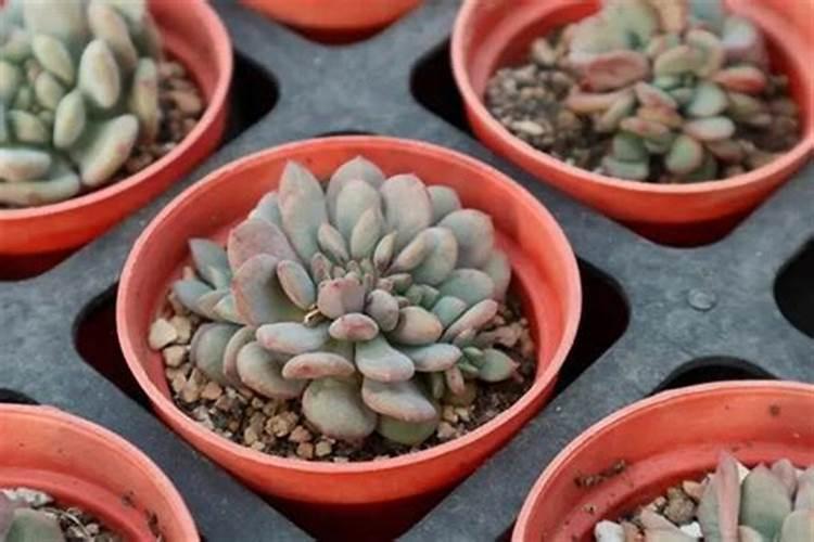 多肉植物多久浇水一次？需要施肥吗？