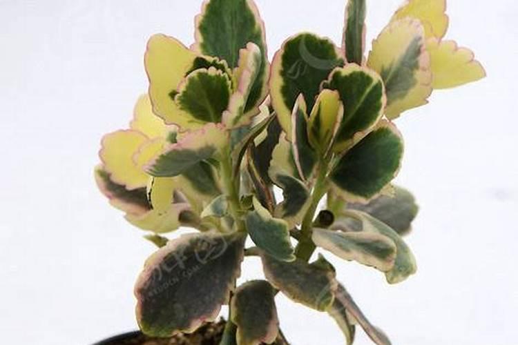 多肉可以用磷酸二氢钾吗