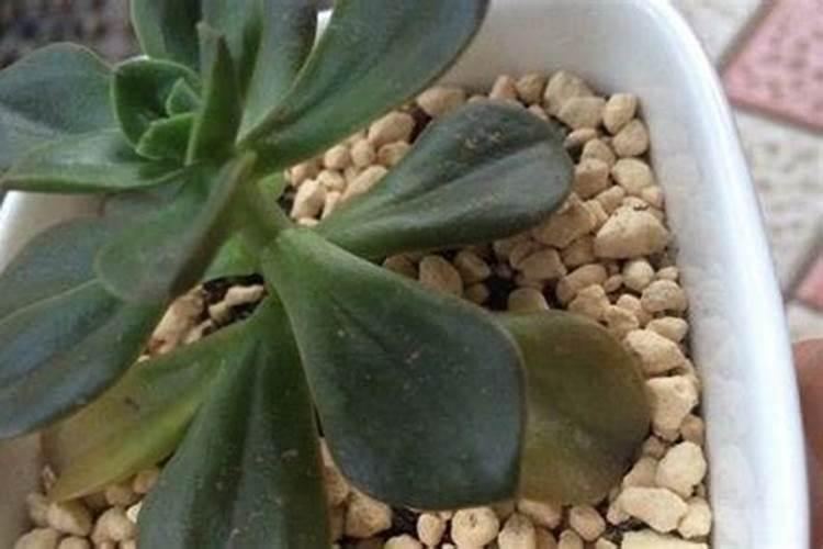 黄叶病打什么药最快