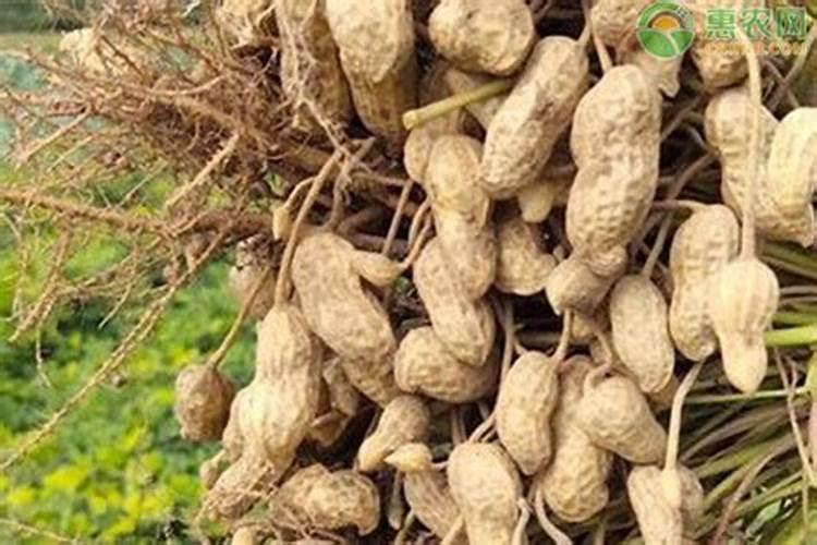 花生喷施硼肥最佳时间 使用注意事项有哪些
