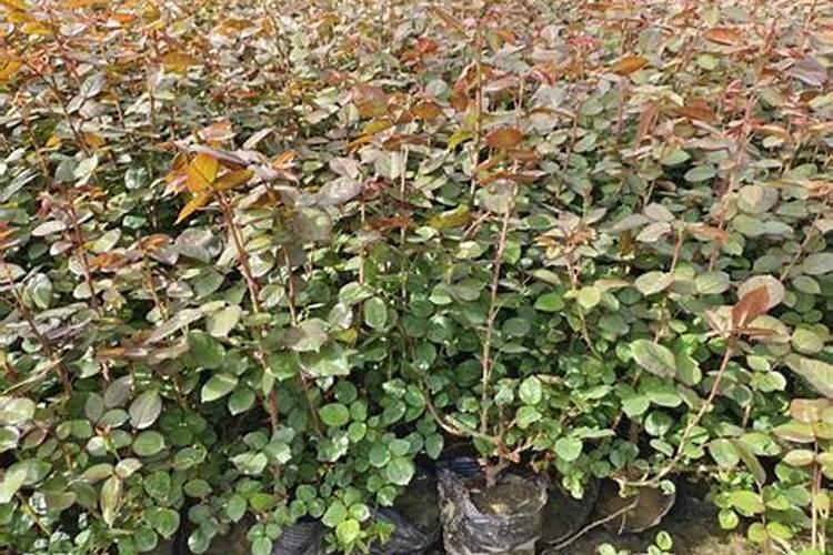 红薯苗怎样种植产量高