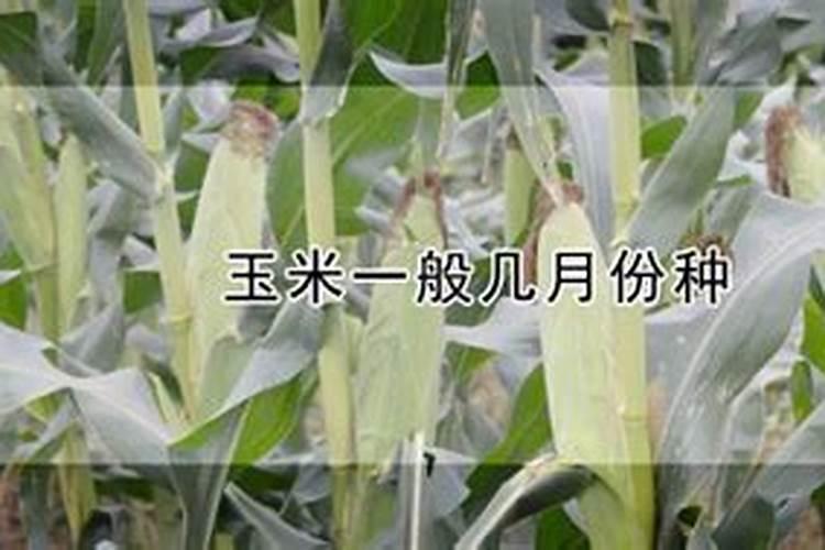 玉米施肥时间和方法